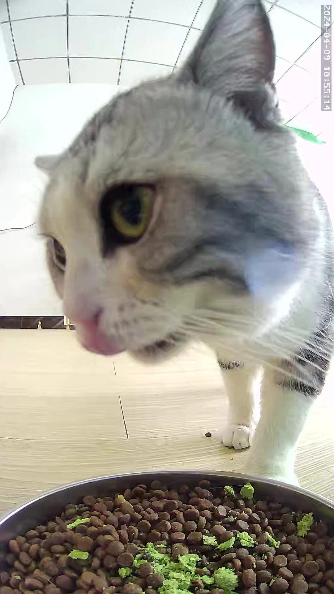Pet feeder with video function