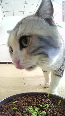 Pet feeder with video function